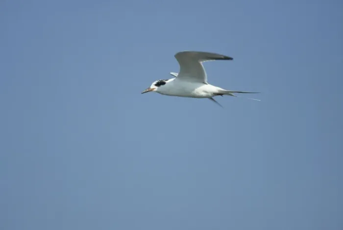 Framed Print : Forster's Tern - In flight New Jersey, USA BI006907 Framed Print : Forster's Tern - In flight New Jersey, USA BI006907