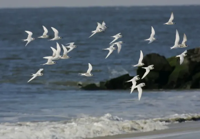 Framed Print : Forster's Tern New Jersey, USA Framed Print : Forster's Tern New Jersey, USA