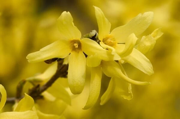 Forsythia - close-up of flowers