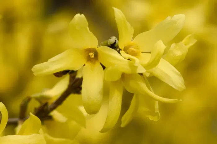 Framed Print : Forsythia - close-up of flowers Framed Print : Forsythia - close-up of flowers