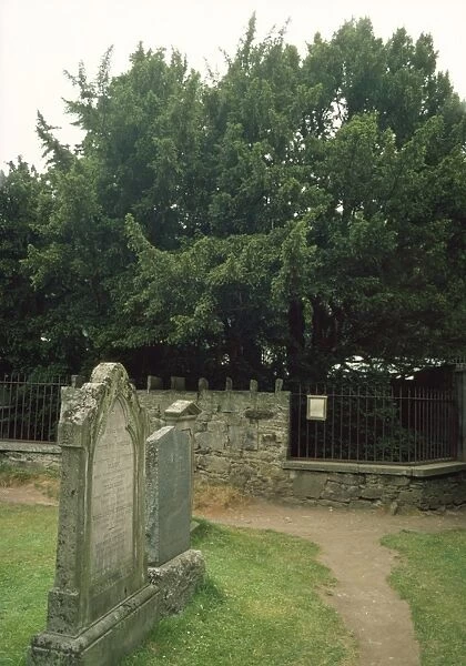 Fortingall Yew - in Church-yard Perthshire Scotland