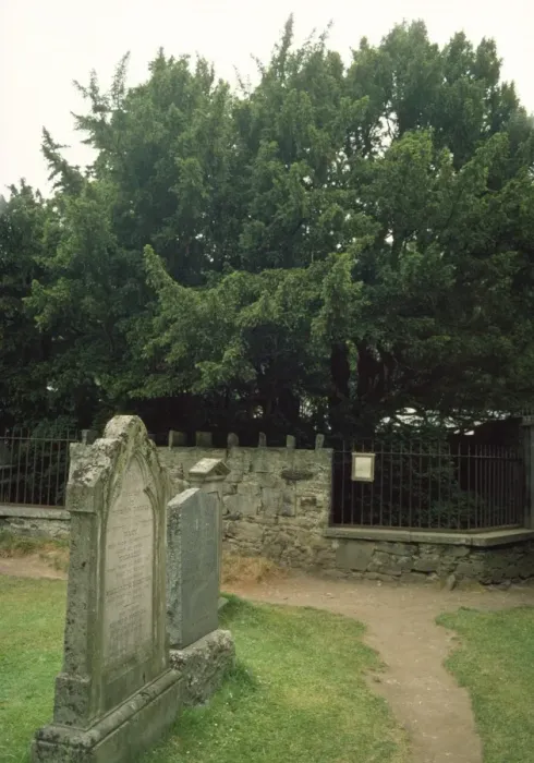 Framed Print : Fortingall Yew - in Church-yard Perthshire Scotland Framed Print : Fortingall Yew - in Church-yard Perthshire Scotland