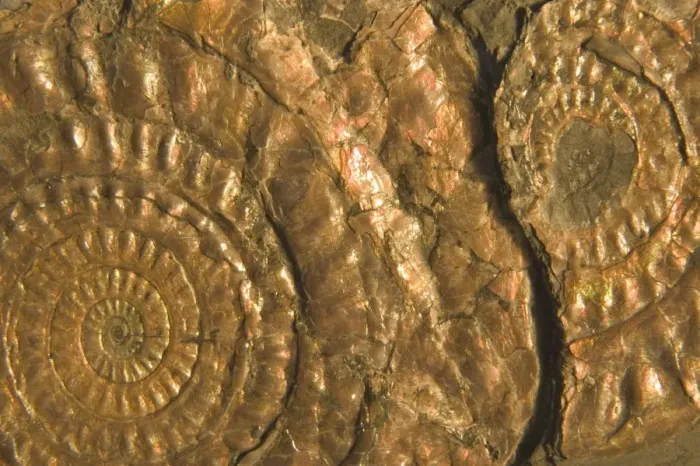 Framed Print : Fossil ammonites - Lower Jurassic Somerset, England E50T3880