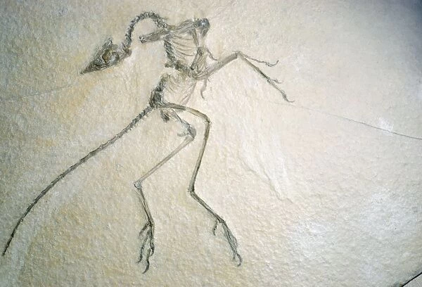 FOSSIL - Archaeopteryx