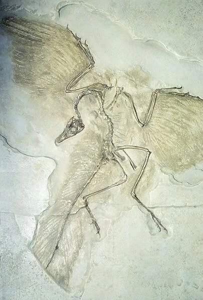 Fossil - Archaeopteryx