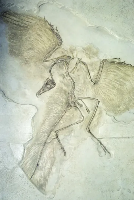 Framed Print : Fossil - Archaeopteryx Framed Print : Fossil - Archaeopteryx