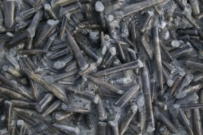 Framed Print : Fossil Belemnites. Jurassic Bayern, Germany E50T4267