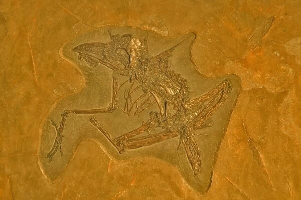 Fossil - Bird - Unknown species. Eocene Green River Formation, Wyoming, USA E50T3926