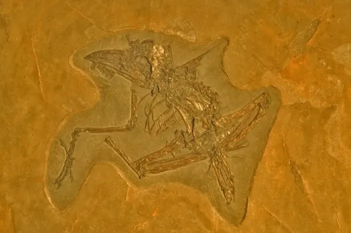Framed Print : Fossil - Bird - Unknown species. Eocene Green River Formation, Wyoming, USA E50T3926 Framed Print : Fossil - Bird - Unknown species. Eocene Green River Formation, Wyoming, USA E50T3926