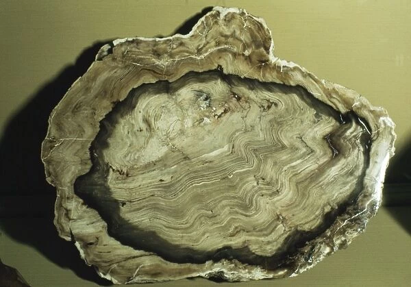 Fossil Cedar showing growth rings