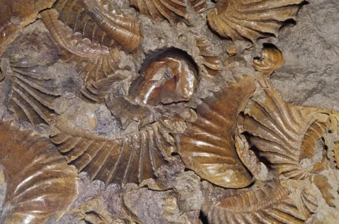 Framed Print : Fossil Clams - hard parts of shell unaltered Crtaceous Period 95 m. y. a Framed Print : Fossil Clams - hard parts of shell unaltered Crtaceous Period 95 m. y. a