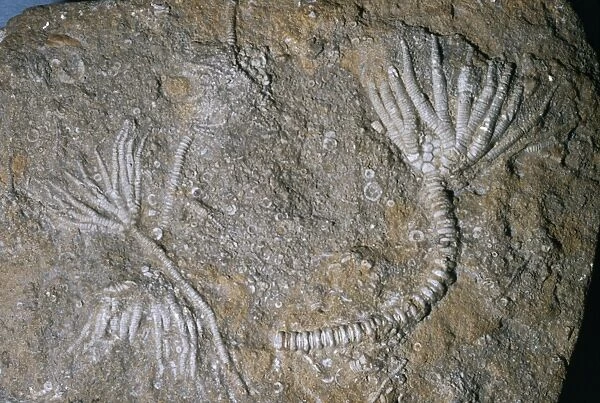 Fossil - crinoid