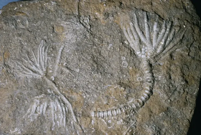 Framed Print : Fossil - crinoid Framed Print : Fossil - crinoid