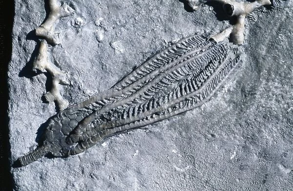 Fossil - Crinoid. Size 5 in. Mississippian (Carboniferrous). Edwardsville Fm. Indiana, USA