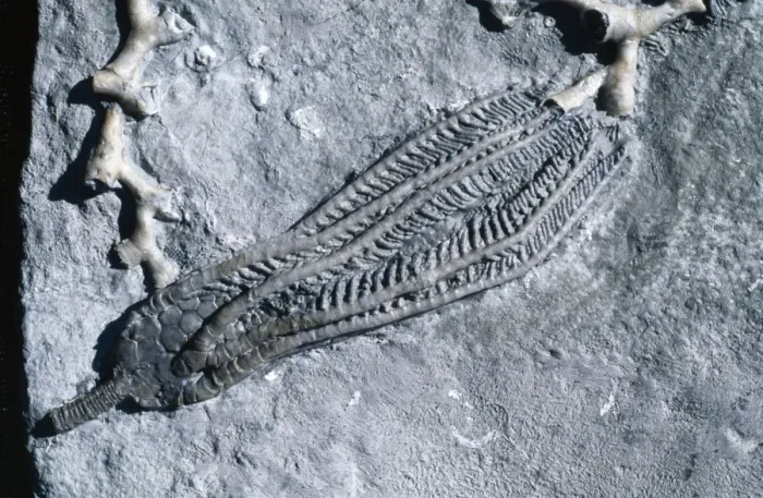 Framed Print : Fossil - Crinoid. Size 5 in. Mississippian (Carboniferrous). Edwardsville Fm. Indiana, USA Framed Print : Fossil - Crinoid. Size 5 in. Mississippian (Carboniferrous). Edwardsville Fm. Indiana, USA