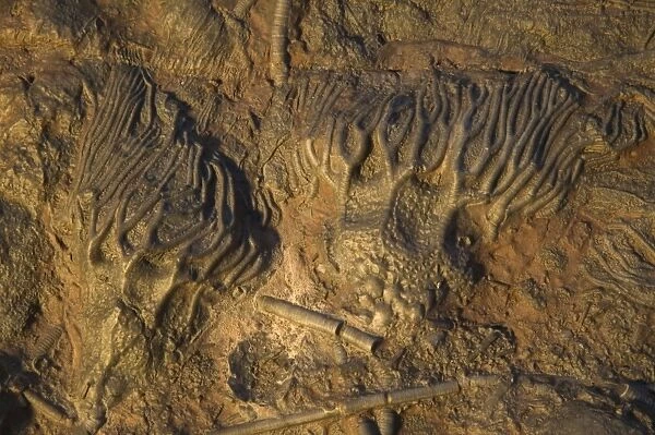 Fossil - Crinoids. Silurian. Devonian Morocco E50T4206