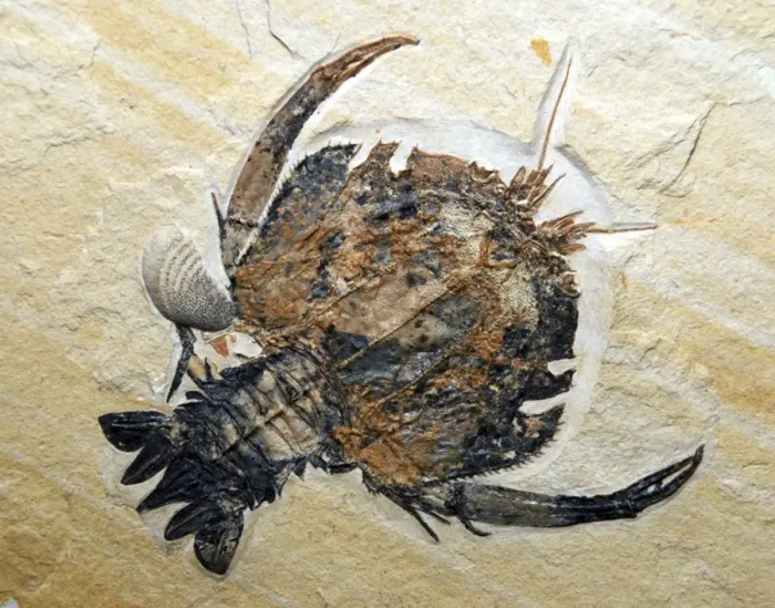 Framed Print : Fossil crustacean; Jurassic, Bavaria Framed Print : Fossil crustacean; Jurassic, Bavaria