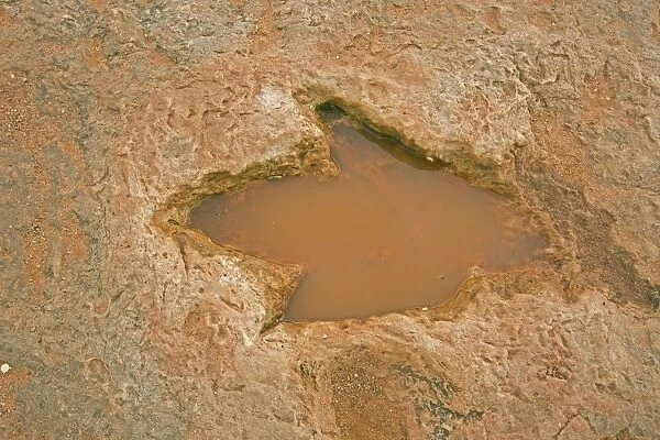 Fossil Dinosaur Footprint (Theropod) - Early Jurassic - Navajo reservation near Tuba city - Arizona - USA