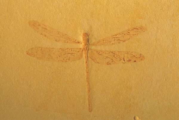Fossil Dragonfly - Green River Formation - Wyoming, USA - Eocene 50 million years before present Please credit Green Rivers Geological Lab