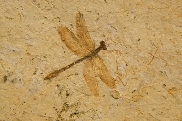 Framed Print : Fossil - Dragonfly - Species unknown E50T3831 Framed Print : Fossil - Dragonfly - Species unknown E50T3831