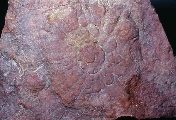 Fossil 'Ediacaran Fauna' - (Precambrian) First Multi-Celled Animals 600 mya Ediacara, Australia