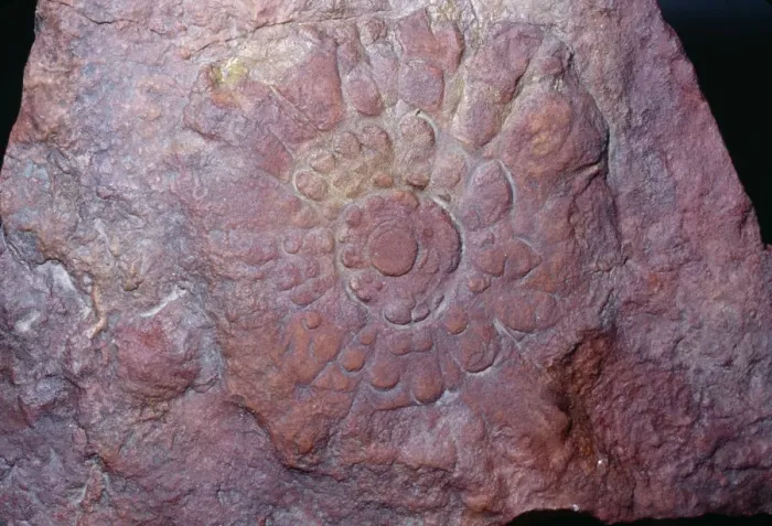 Framed Print : Fossil Ediacaran Fauna - (Precambrian) First Multi-Celled Animals 600 mya Ediacara, Australia Framed Print : Fossil Ediacaran Fauna - (Precambrian) First Multi-Celled Animals 600 mya Ediacara, Australia
