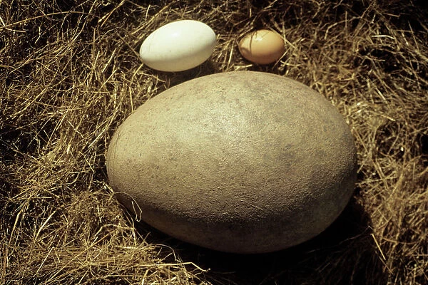 Fossil egg of the Elephant bird with hen and goose eggs for comparison