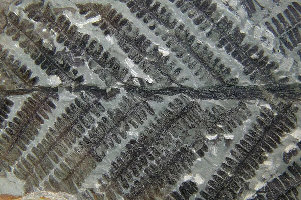 Fossil Fern - Permian Germany E50T3912