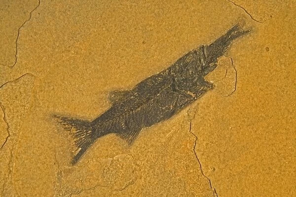 Fossil - Fish. Aspiration E50T4085