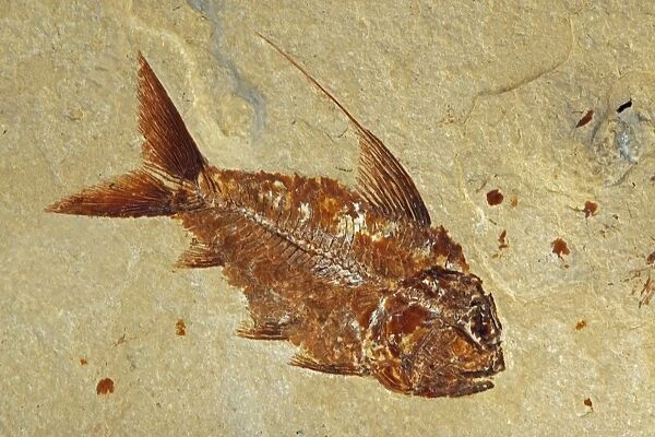Fossil Fish - Cretaceous - Lebanon