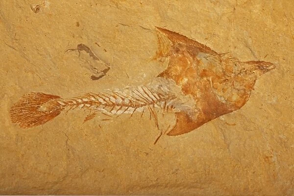 Fossil fish - Cretaceous - Lebanon