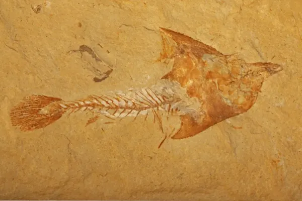 Cretaceous Fossil Fish Print - Coccodus insignis, Lebanon. Art