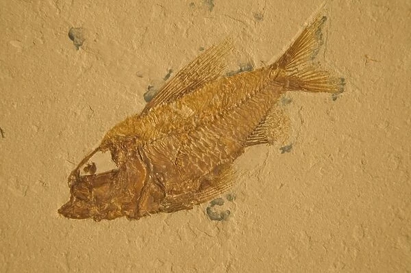Fossil - Fish. Cretaceous Lebanon E50T3953