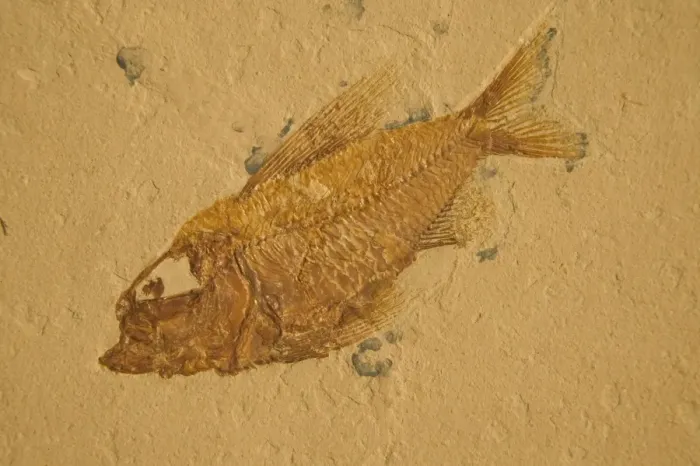 Framed Print : Fossil - Fish. Cretaceous Lebanon E50T3953 Framed Print : Fossil - Fish. Cretaceous Lebanon E50T3953