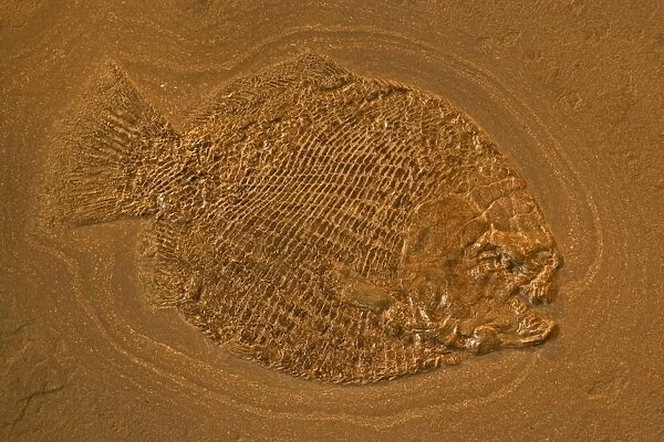 Fossil Fish - Holzmaden - Germany - Jurassic