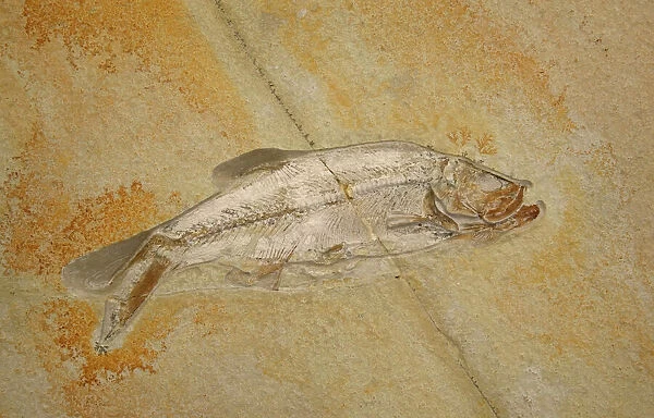 Fossil - Fish. Jurassic Eichstatt, Germany E50T3772