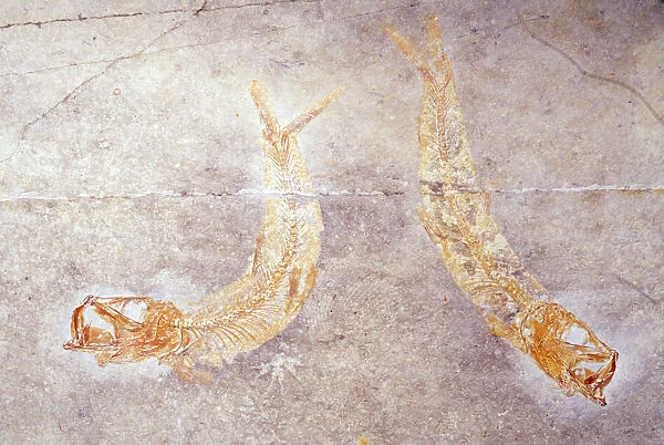 Fossil Fish - Jurassic Period Soinhofen, Gremany