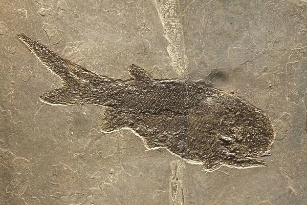 Fossil fish - Permian - Germany - Actinopte