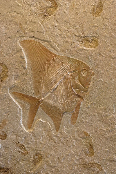 Fossil Fish with Shrimp (Carpopenaus) - Lebanon - Cretaceous
