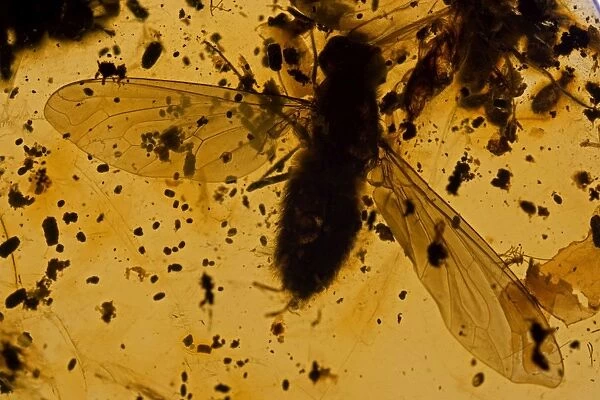 Fossil fly in Amber - Dominican Republlic - 15-40 million years old - oligocene and miocene - amber is hardened tree resin which preserves organisms trapped inside - Dominican amber comes from extinct species of tropical broadleaf trees of the genus