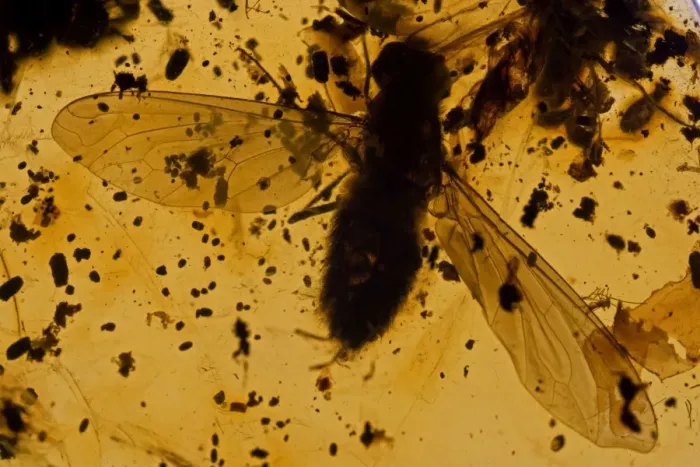 Framed Print : Fossil fly in Amber - Dominican Republlic - 15-40 million years old - oligocene and miocene - amber is hardened tree resin which preserves organisms trapped inside - Dominican amber comes from extinct species of tropical broadleaf trees of the genus Framed Print : Fossil fly in Amber - Dominican Republlic - 15-40 million years old - oligocene and miocene - amber is hardened tree resin which preserves organisms trapped inside - Dominican amber comes from extinct species of tropical broadleaf trees of the genus