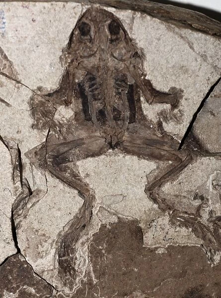 Fossil Frog, Miocene epoch