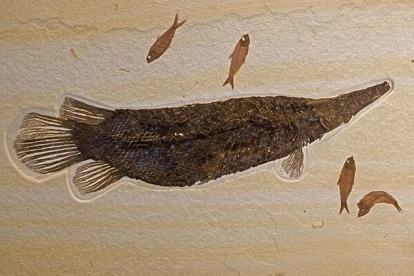 Fossil Gar - with Knightia (smaller fish) - Green River formation - Fossil Lake-Thompsen Ranch-Lincoln county-Wyoming, USA