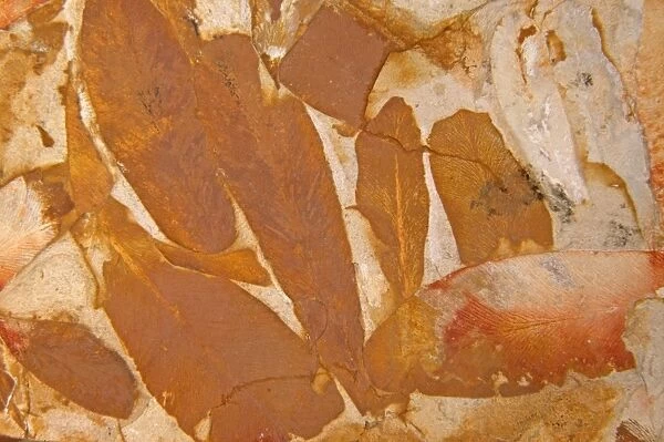Fossil - Leaves, Permian Australia E50T3917