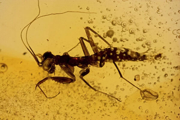 Fossil Mantis in Amber - Dominican Republlic - 15-40 million years old - oligocene and miocene - amber is hardened tree resin which preserves organisms trapped inside - Dominican amber comes from extinct species of tropical broadleaf trees of