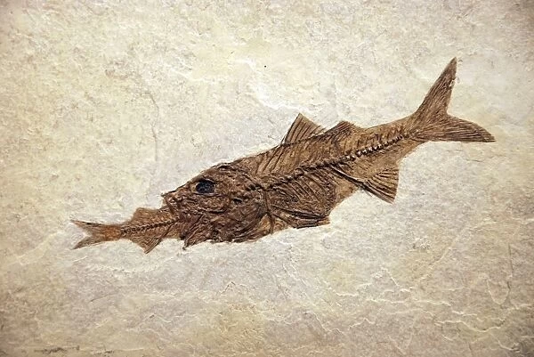 Fossil perch Mioplosus eating a herring Knightia. Green River formation Eocene Wyoming