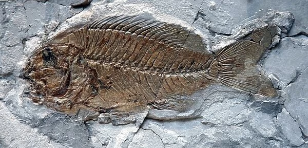 Fossil percoid fish, Eocene, Italy