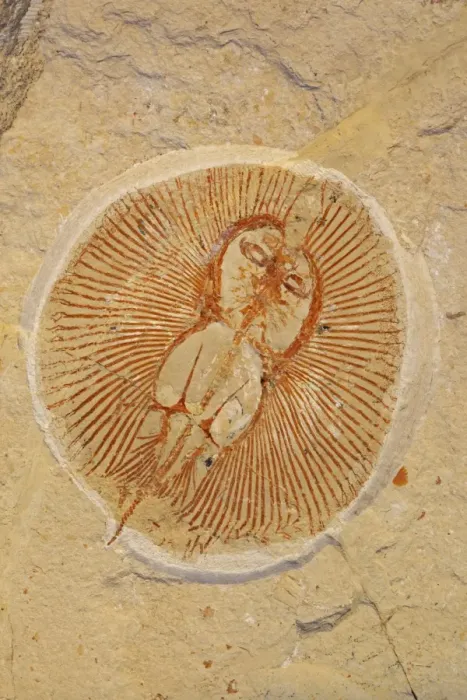 Framed Print : Fossil Ray - Cretaceous - Houla - Lebanon - 96 million years old Framed Print : Fossil Ray - Cretaceous - Houla - Lebanon - 96 million years old