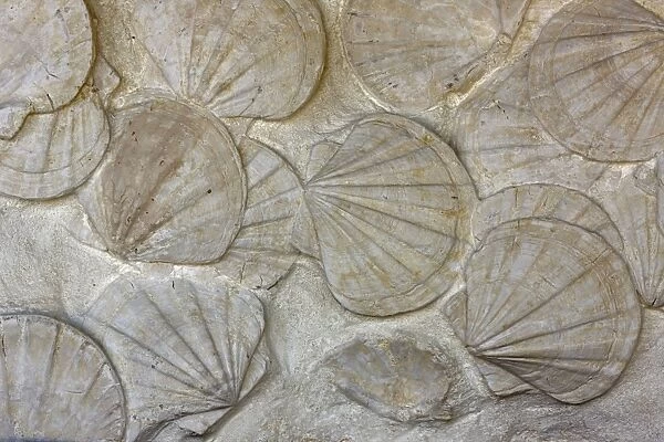 Fossil Scallops - southern France - bivalve mollusks - genus Pecten - Miocene