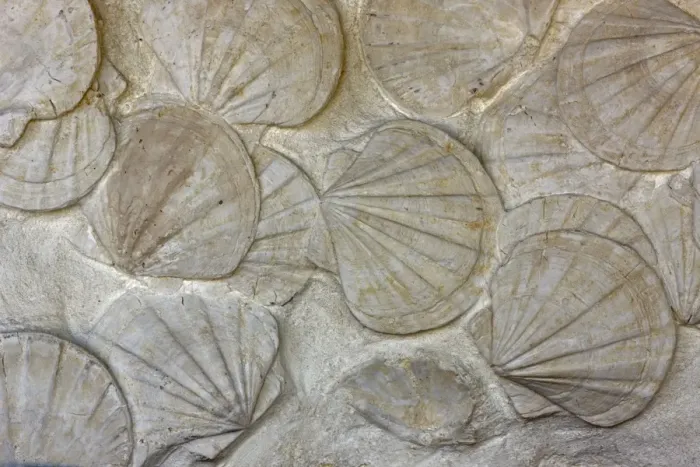 Framed Print : Fossil Scallops - southern France - bivalve mollusks - genus Pecten - Miocene Framed Print : Fossil Scallops - southern France - bivalve mollusks - genus Pecten - Miocene